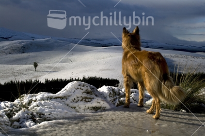 Cabbage tree and a golden dog in the snow