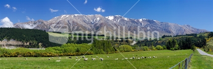 Panoramic view of New Zealand mountains behind green fields with sheep