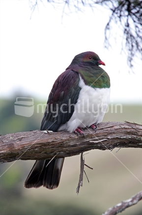 Kereru, Wood Pigeon in New Zealand Kowhai Tree.