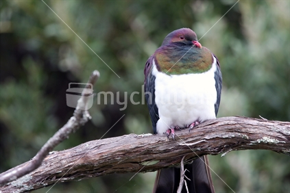 Kereru, Wood Pigeon