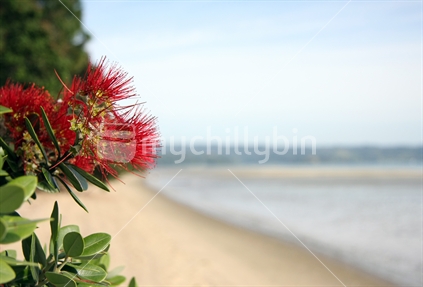 Iconic Pohutukawa flower blooms against a backdrop of a new Zealand beach