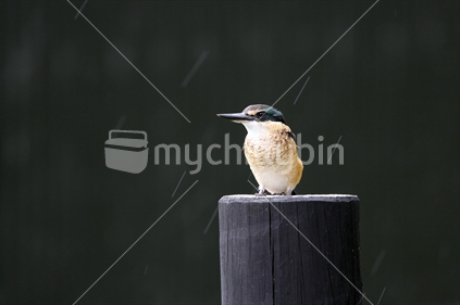 Kingfisher sitting in the rain