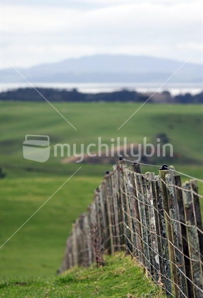 Rickety farm fence disappears in the distance across farmland, New Zealand