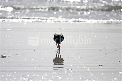 Oystercatcher, on the water's edge.
