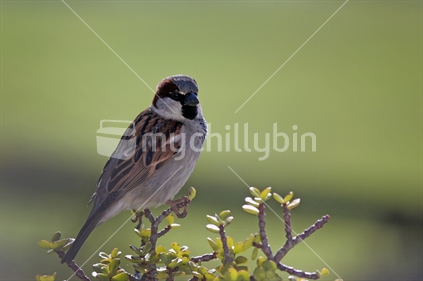 Sparrow perched on NZ bush foliage