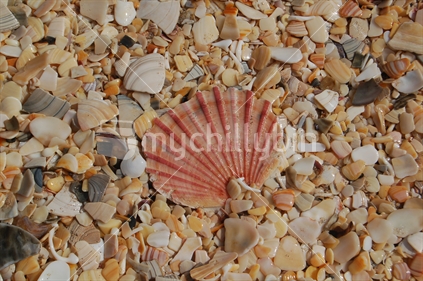 Scallop Shell on shell beach