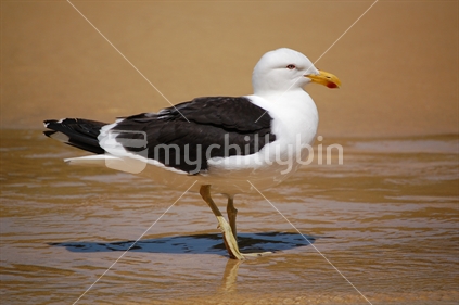 Gull on sandy beach