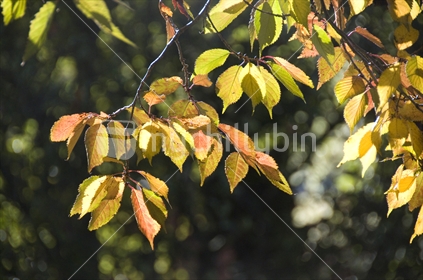 Autumn cherry tree leaves