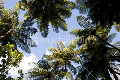 Looking to the sky through Ponga fronds, New Zealand