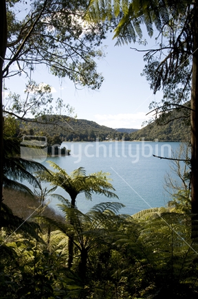 View through the tree ferns to the Blue Lake at Rotorua, New Zealand