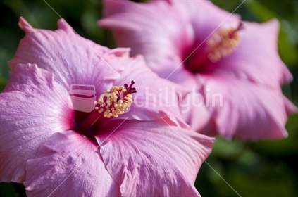 Pink Hibiscus in full bloom