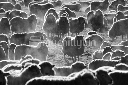 Flock of sheep in winter morning