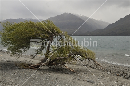 Tree at Lake Wanaka 