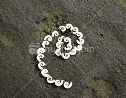 Small white spiral seashells