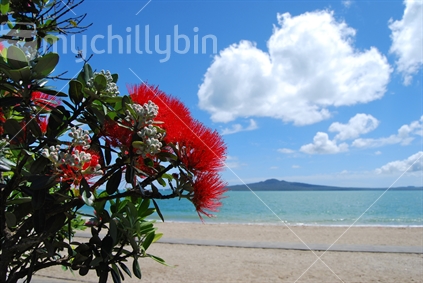 Pohutukawa flowers with Rangitoto Island, Mission Bay, Auckland, New Zealand.