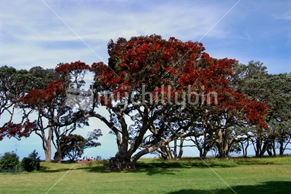 Blooming Pohutukawa tree, Wenderholm Regional Park, Auckland, New Zealand