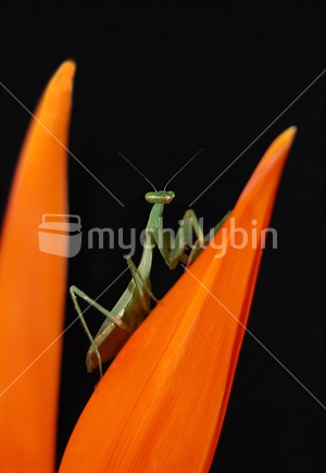 Praying Mantis on Strelitzia