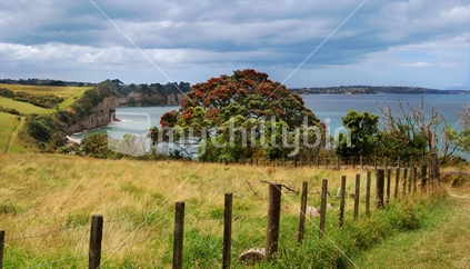 Pohutukawa tree, Long Bay, Auckland, New Zealand