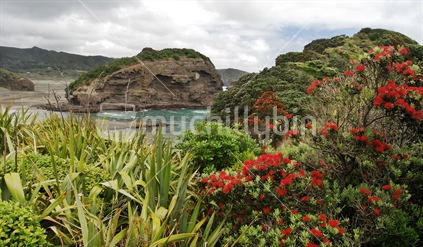 Blooming Pohutukawa trees at Bethells Beach, New Zealand