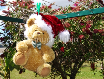 Santa Teddy - Get ready for Christmas in New Zealand.