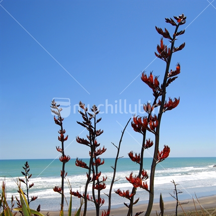 Flowering Flax near a West Coast Beach, Auckland, New Zealand.