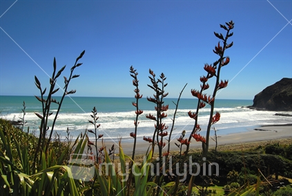 Flowering flax at O'Neills Bay, North Island, New Zealand