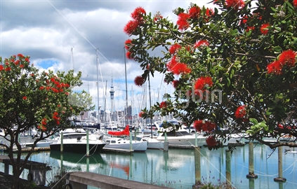 Pohutukawa trees at Westhaven marina, Auckland