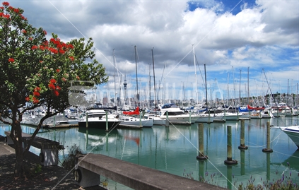 Westhaven Marina in summer, Auckland, New Zealand