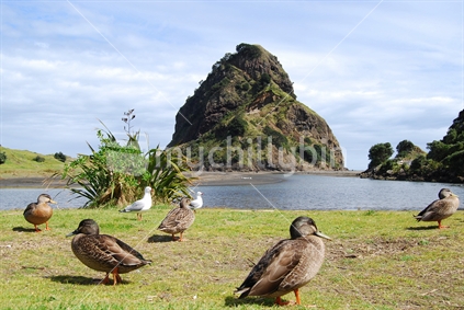 Ducks and the Lion Rock 