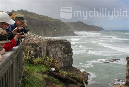 Tourist on the Muriwai lookout platform taking a photo, Aucklands West Coast