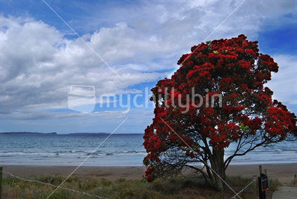 Pohutukawa tree at the beach, New Zealand