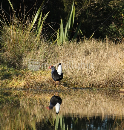 Pukeko at pond, showing its white under-tail feathers
