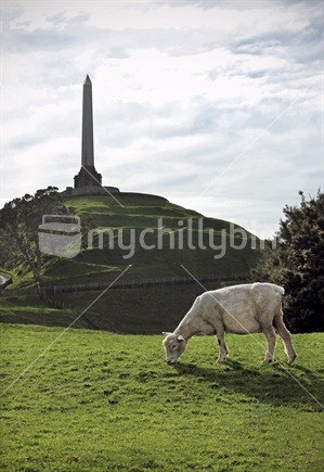 Sheep grazing at One Tree Hill, Auckland