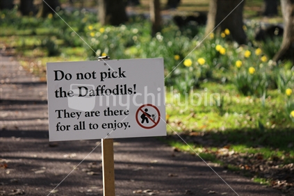 Do not pick the Daffodils!