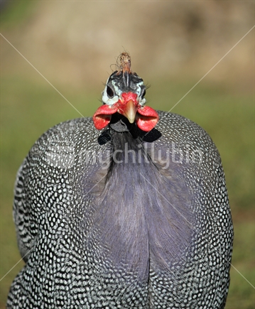 Guinea Fowl seen in a park in Auckland