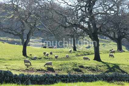 Sheep grazing in Cornwall Park, Auckland