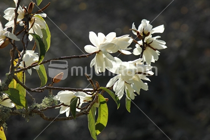 White Magnolias