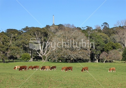 Cattle grazing in Cornwall Park with One Tree Hill in the background