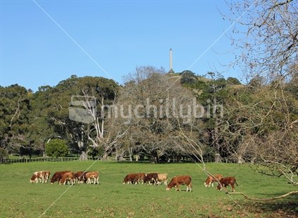 Cattle grazing in Cornwall Park with One Tree Hill in the background