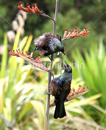 Tuis on flowering flax 