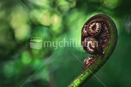 Fern frond with out of focus background