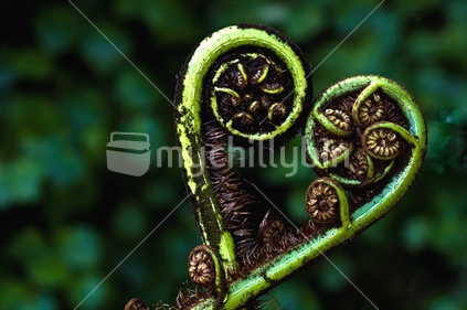 Heart formed out of ponga fern fronds