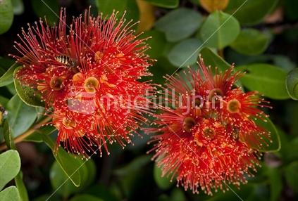 This north Island Rata (relatively rare) has orangy/red flowers. It starts life as a vine eventually taking over the tree