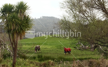 Typical rural scene on the Coromandel with iconic Cabbage Tree, and coverred grazing horses.