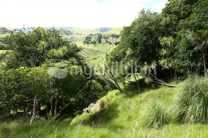 Bush Between Port Waikato and Raglan