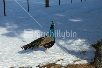 Peacock in snow at Cass in Canterbury