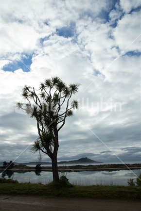 Karitane Beach Lagoon, Otago with an iconic cabbage tree 