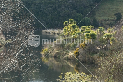 Oarakanui Estuary near Dunedin with Iconic Cabbage Trees , this is a nature santuary 