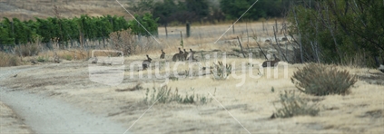 Rabbits, Central Otago, in drought conditions (High ISO)