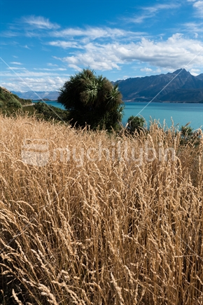 Cabbage tree on the shores of Lake Wakitipu in Summer 